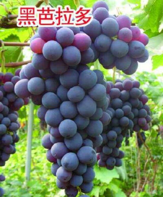 葡萄苗新品种图7