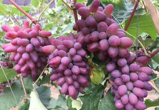 葡萄苗新品种图8