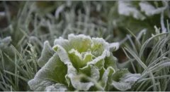 农村俗语：“霜降无雨，暖到立冬”是什...