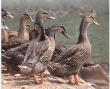 2020年12月20日土鸽子价格行情...