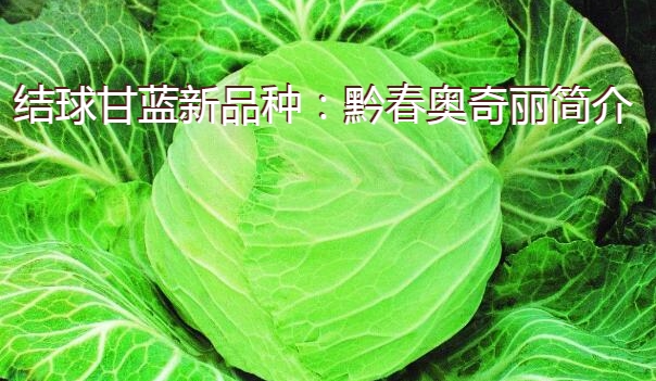 结球甘蓝新品种：黔春奥奇丽简介