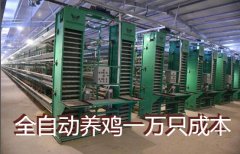 全自动养鸡一万只成本要多少钱？