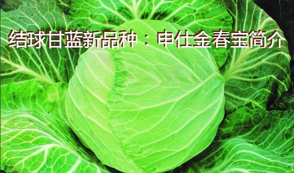 结球甘蓝新品种：申仕金春宝简介