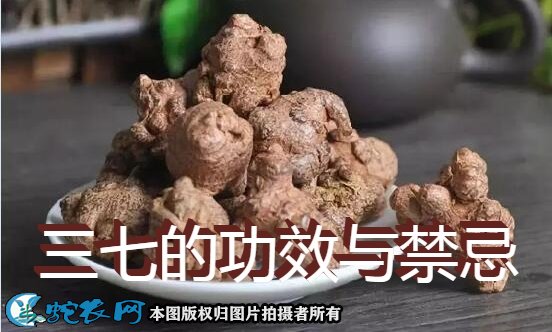 三七的功效与禁忌图1