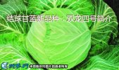 结球甘蓝新品种：双龙四号简介