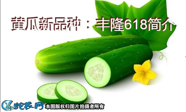 黄瓜新品种：丰隆618简介