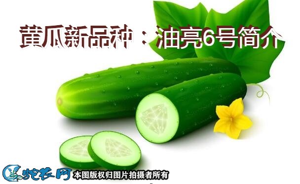 黄瓜新品种：油亮6号简介