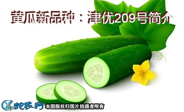 黄瓜新品种：津优209号简介