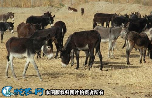 养驴技术图5