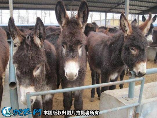 养驴技术图6