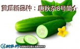 黄瓜新品种：唐秋杂8号简介