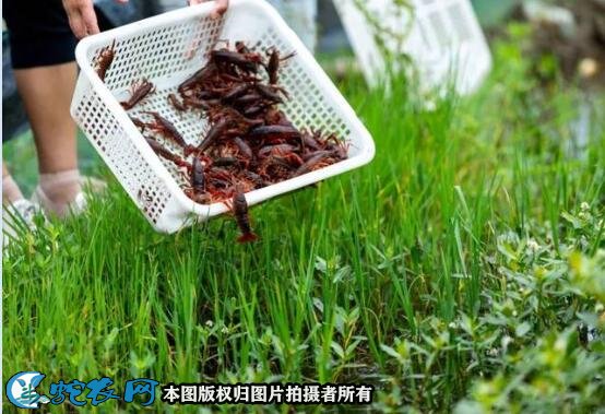 养虾为什么容易亏图2