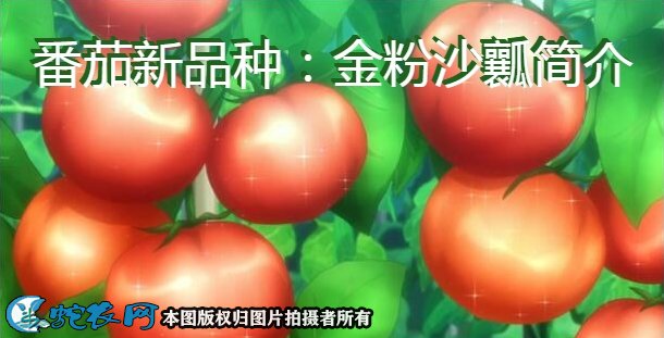 番茄新品种：金粉沙瓤简介