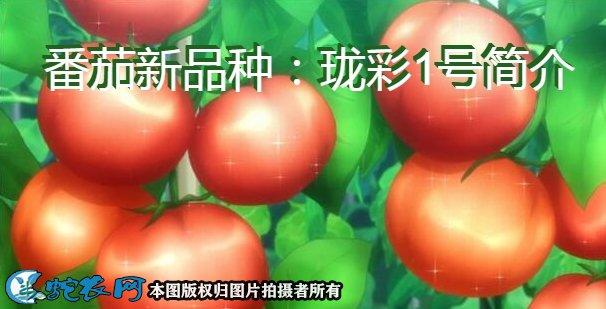 番茄新品种：珑彩1号简介