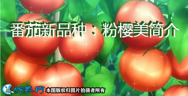 番茄新品种：粉樱美简介