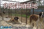 肉狗养殖基地、正规大型肉狗养殖基地哪...
