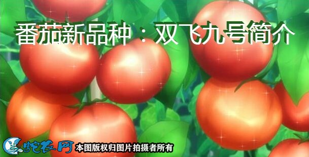 番茄新品种：双飞九号简介