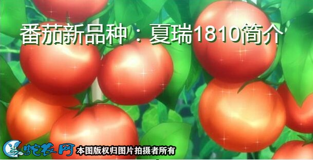 番茄新品种：夏瑞1810简介