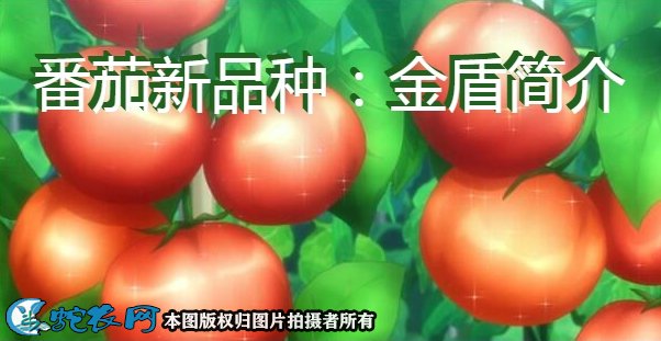 番茄新品种：金盾简介