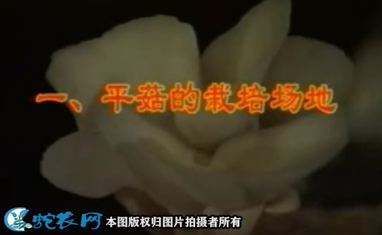 种平菇技术视频，平菇高产优质栽培技术...