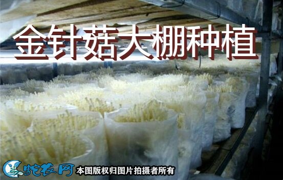 金针菇大棚种植图1