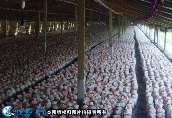 金针菇大棚种植图2