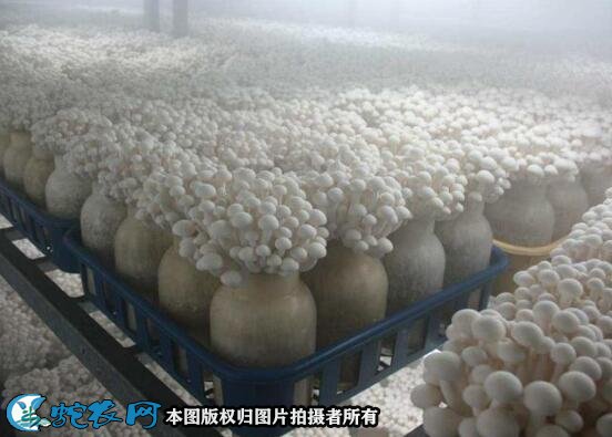 金针菇大棚种植图3