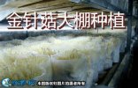 金针菇大棚种植、大棚金针菇高产管理法