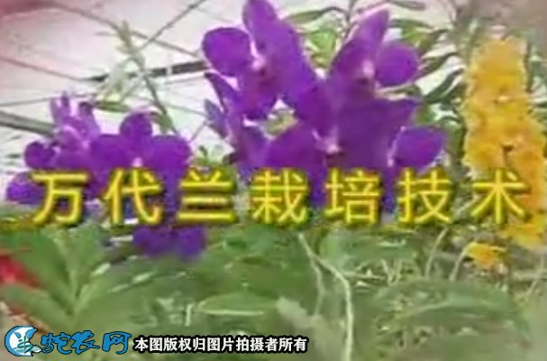 万代兰栽培技术视频教程