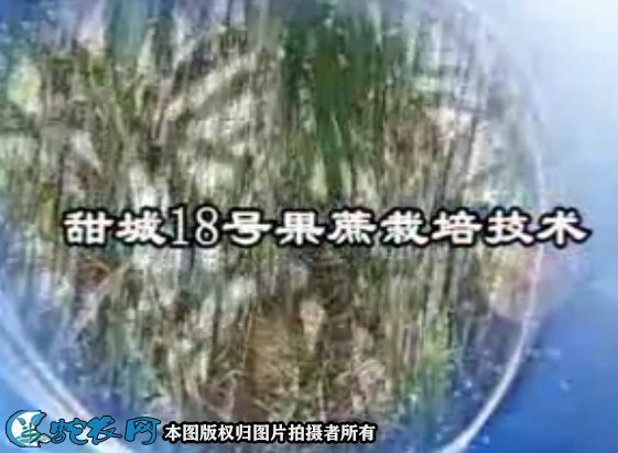 甜城18号果蔗栽培技术视频教程