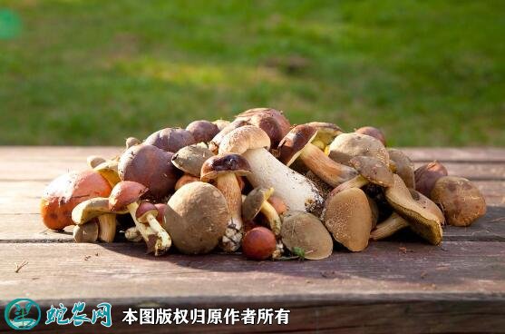 2021年4月28日蘑菇价格行情、今日各种蘑菇多少钱一斤？