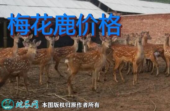 梅花鹿价格