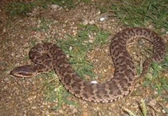 ìͷ����ͼƬ