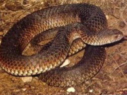 ��������ͼƬ