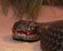 ��������ͼƬ