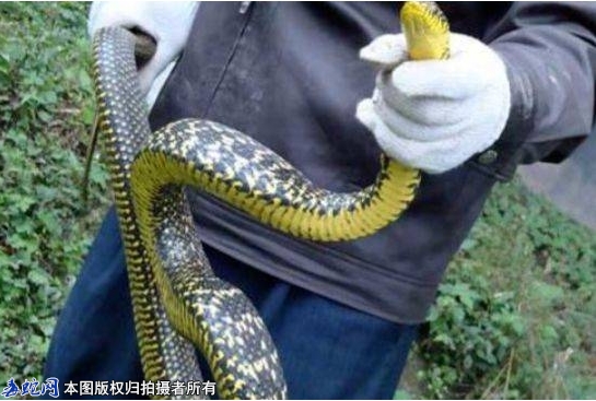 吃蛇肉的危害？吃蛇肉需要注意什么？