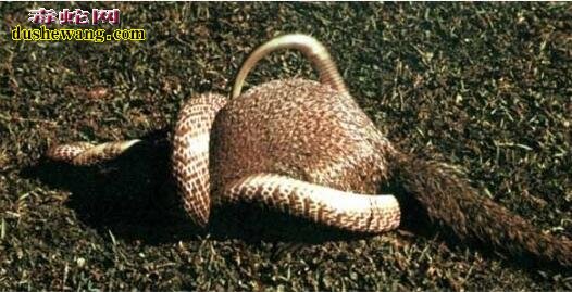 蛇獴为什么不怕蛇毒