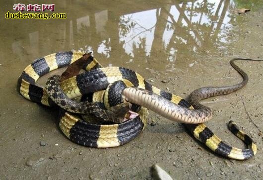 眼镜蛇敢吃金环蛇吗