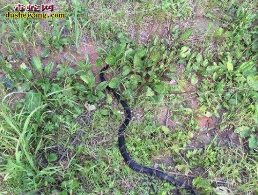 棕黑锦蛇分布地区