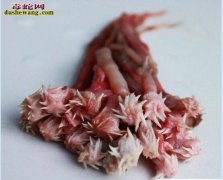 蛇生殖器图片 公蛇双生殖器您知道什么...